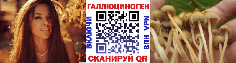 купить наркотики сайты  Петропавловск-Камчатский  Псилоцибиновые грибы Psilocybe 