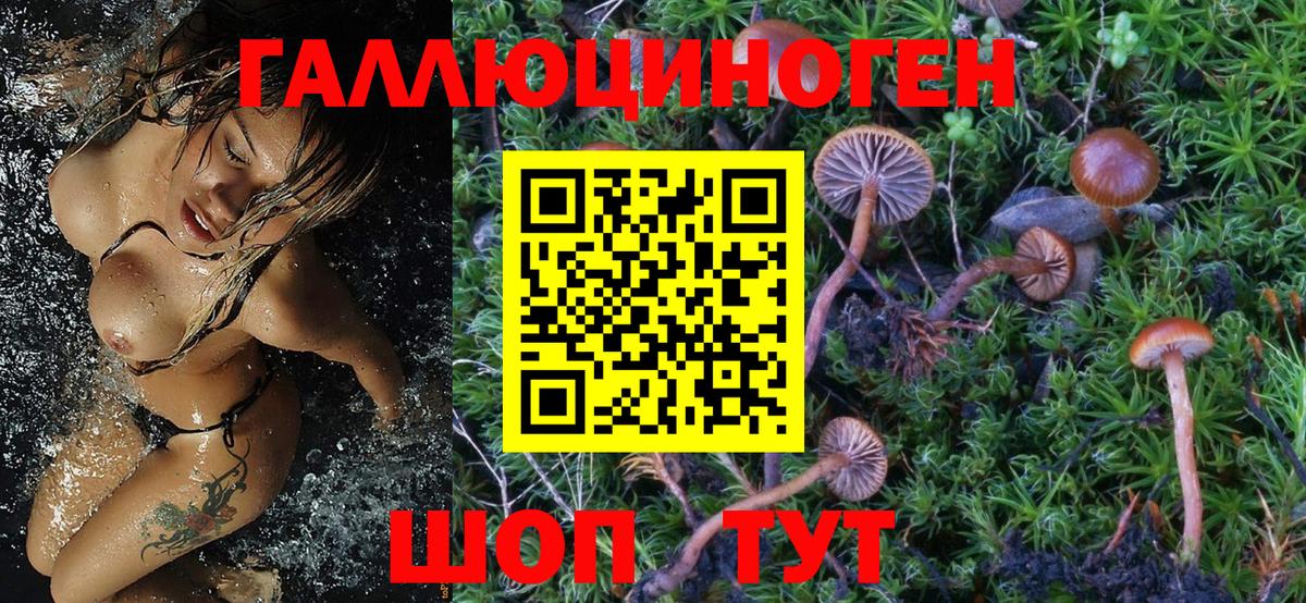 Галлюциногенные грибы Psilocybe Петропавловск-Камчатский